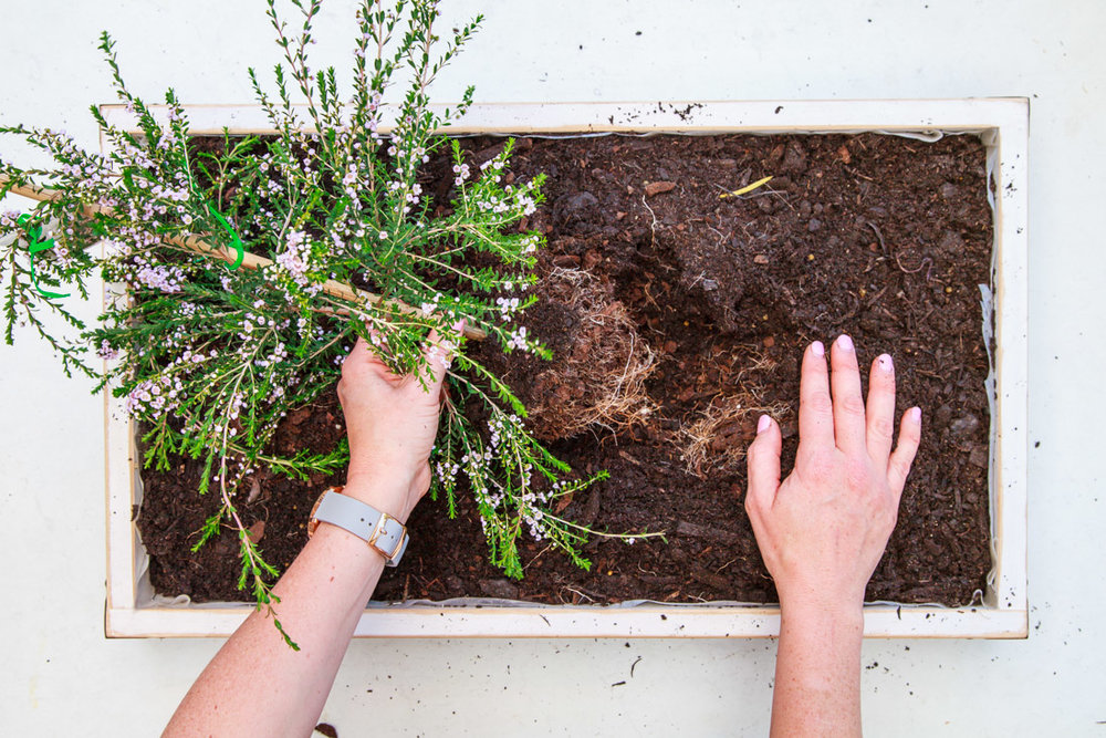 How To Make A Living Christmas Centerpiece For Your Christmas Table + Video | The Whimsical Wife