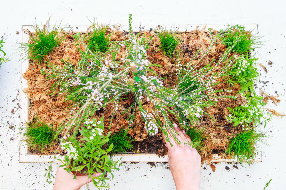 How To Make A Living Christmas Centerpiece For Your Christmas Table + Video | The Whimsical Wife