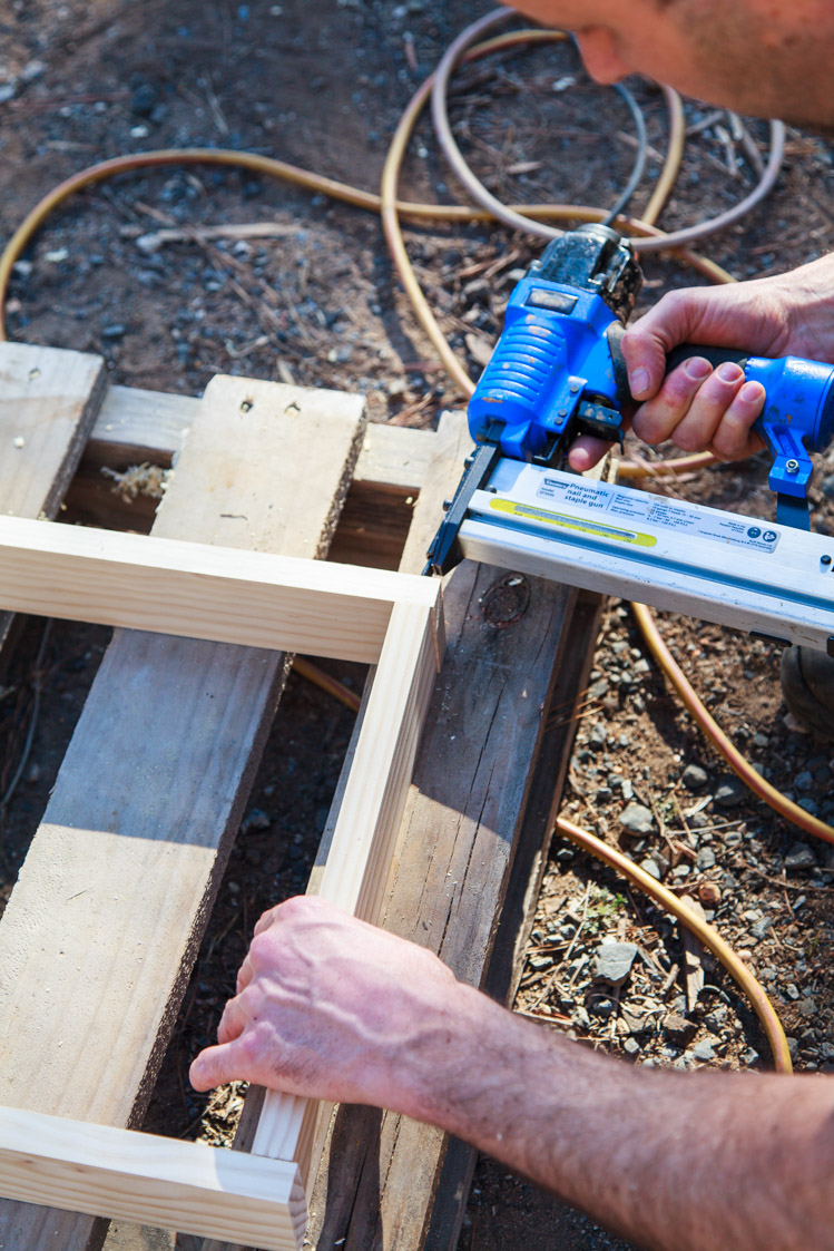 How To Make A Living Christmas Centerpiece For Your Christmas Table + Video | The Whimsical Wife